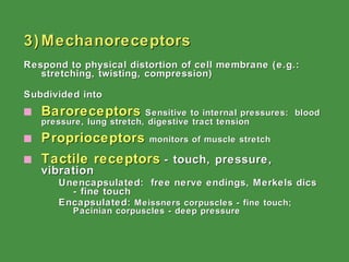 3) Mechanoreceptors Respond to physical distortion of cell membrane (e.g.: stretching, twisting, compression) Subdivided into Baroreceptors   Sensitive to internal pressures:  blood pressure, lung stretch, digestive tract tension   Proprioceptors   monitors of muscle stretch Tactile receptors   - touch, pressure, vibration   Unencapsulated:  free nerve endings, Merkels dics - fine touch Encapsulated:  Meissners corpuscles - fine touch; Pacinian corpuscles - deep pressure 