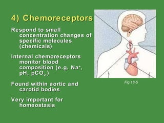 4) Chemoreceptors Respond to small concentration changes of specific molecules (chemicals) Internal chemoreceptors monitor blood composition (e.g. Na + , pH, pCO 2  ) Found within aortic and carotid bodies Very important for homeostasis Fig 18-5 