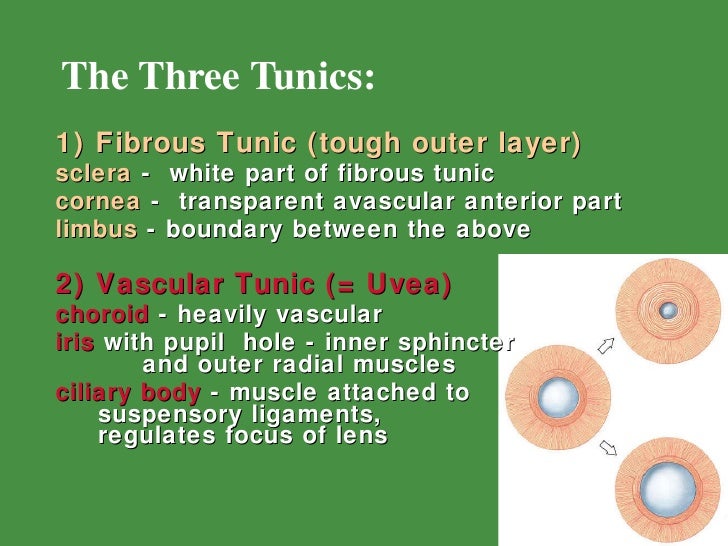 General & Special Senses