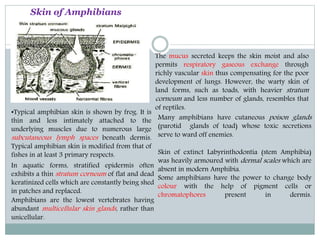 Integumentos General structure and function of Integument by Dr. Jayvardhan V ...