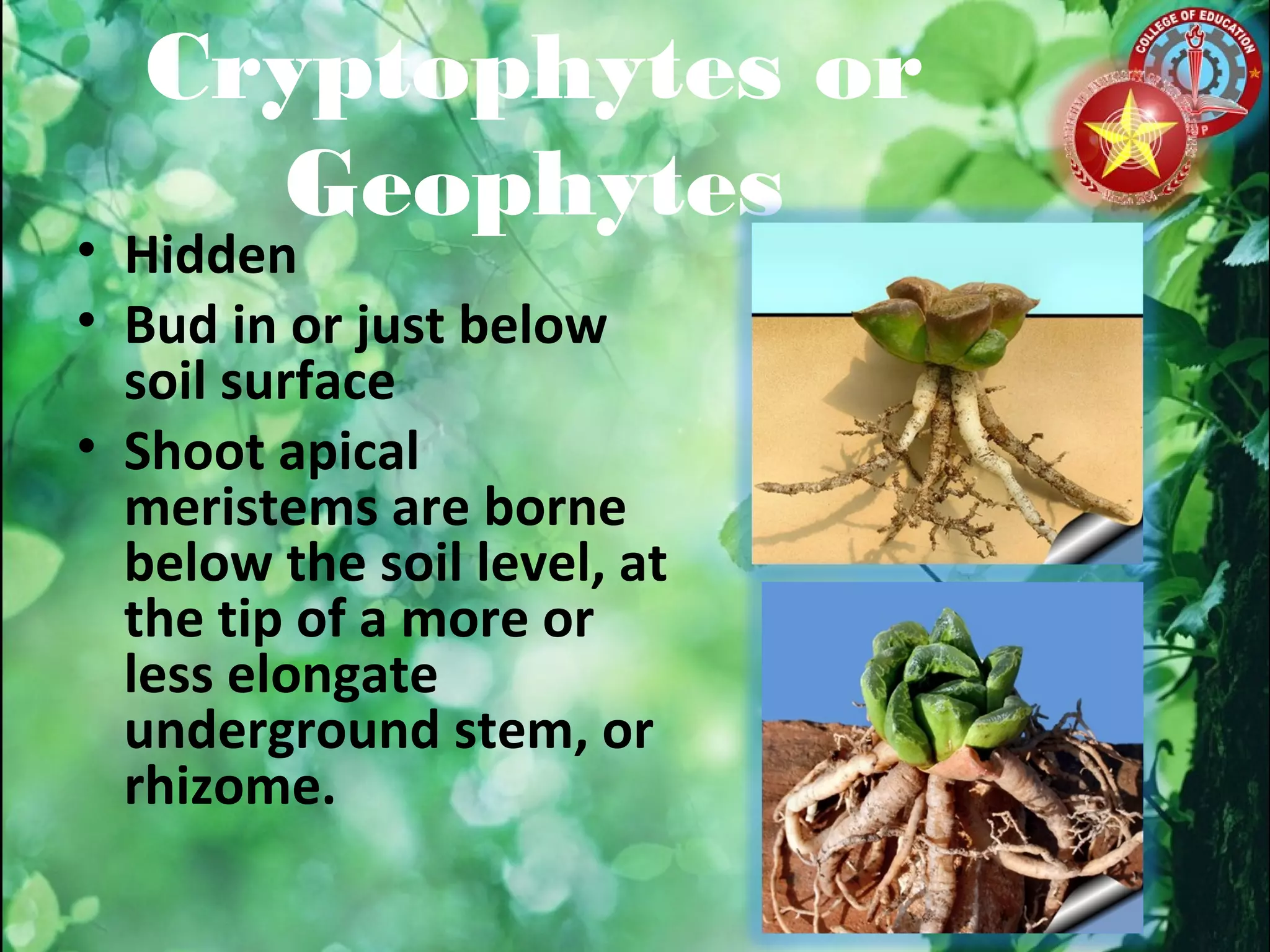 General structures of terrestrial communities | PPT