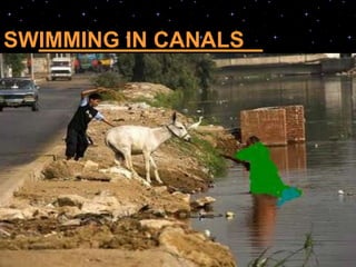 SWIMMING IN CANALS :
:
 