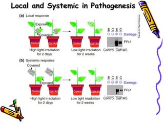 Local and Systemic in Pathogenesis
 