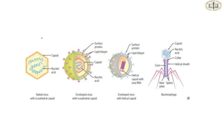 Virology Examples General virology,Introduction, structure,classification - Copy.pptx