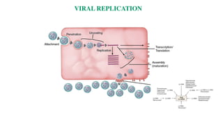 VIRAL REPLICATION
 