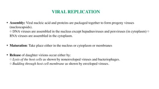 • Assembly: Viral nucleic acid and proteins are packaged together to form progeny viruses
(nucleocapsids).
○ DNA viruses are assembled in the nucleus except hepadnaviruses and poxviruses (in cytoplasm) ○
RNA viruses are assembled in the cytoplasm.
• Maturation: Take place either in the nucleus or cytoplasm or membranes
• Release of daughter virions occur either by:
○ Lysis of the host cells as shown by nonenveloped viruses and bacteriophages.
○ Budding through host cell membrane as shown by enveloped viruses.
VIRAL REPLICATION
 