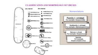 CLASSIFICATION AND MORPHOLOGY OF VIRUSES
Nomenclature
 