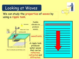 Looking at Waves
We can study the properties of waves by
using a ripple tank.
http://en.wikipedia.org/wiki/Ripple_tank
Paddle
vibrates to
produce
waves.
A ripple tank
produces
water waves
that can be
reflected,
refracted and
diffracted.
wavefronts
 