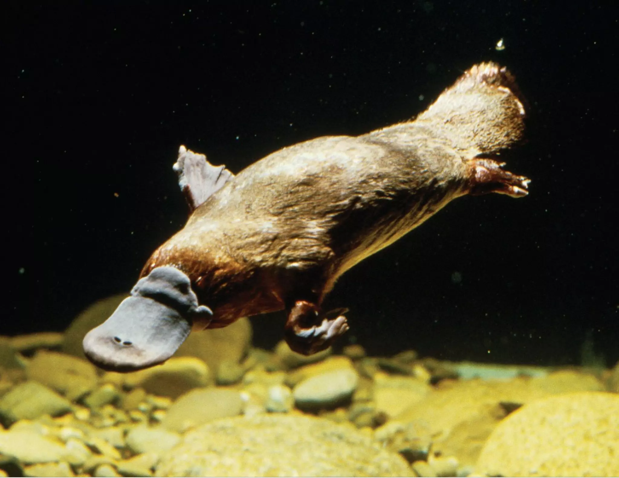 ArrayIterator Example
$fruits = array(
"apple" => "yummy",
"orange" => "ah ya, nice",
"grape" => "wow, I love it!",
"plum" => "nah, not me"
);
$obj = new ArrayObject( $fruits );
$it = $obj->getIterator();
echo "Iterating over: " . $obj->count() . " valuesn";
while( $it->valid() )
{
echo $it->key() . "=" . $it->current() . "n";
$it->next();
}
Iterating over: 4 values
apple=yummy
orange=ah ya, nice
grape=wow, I love it!
plum=nah, not me
 