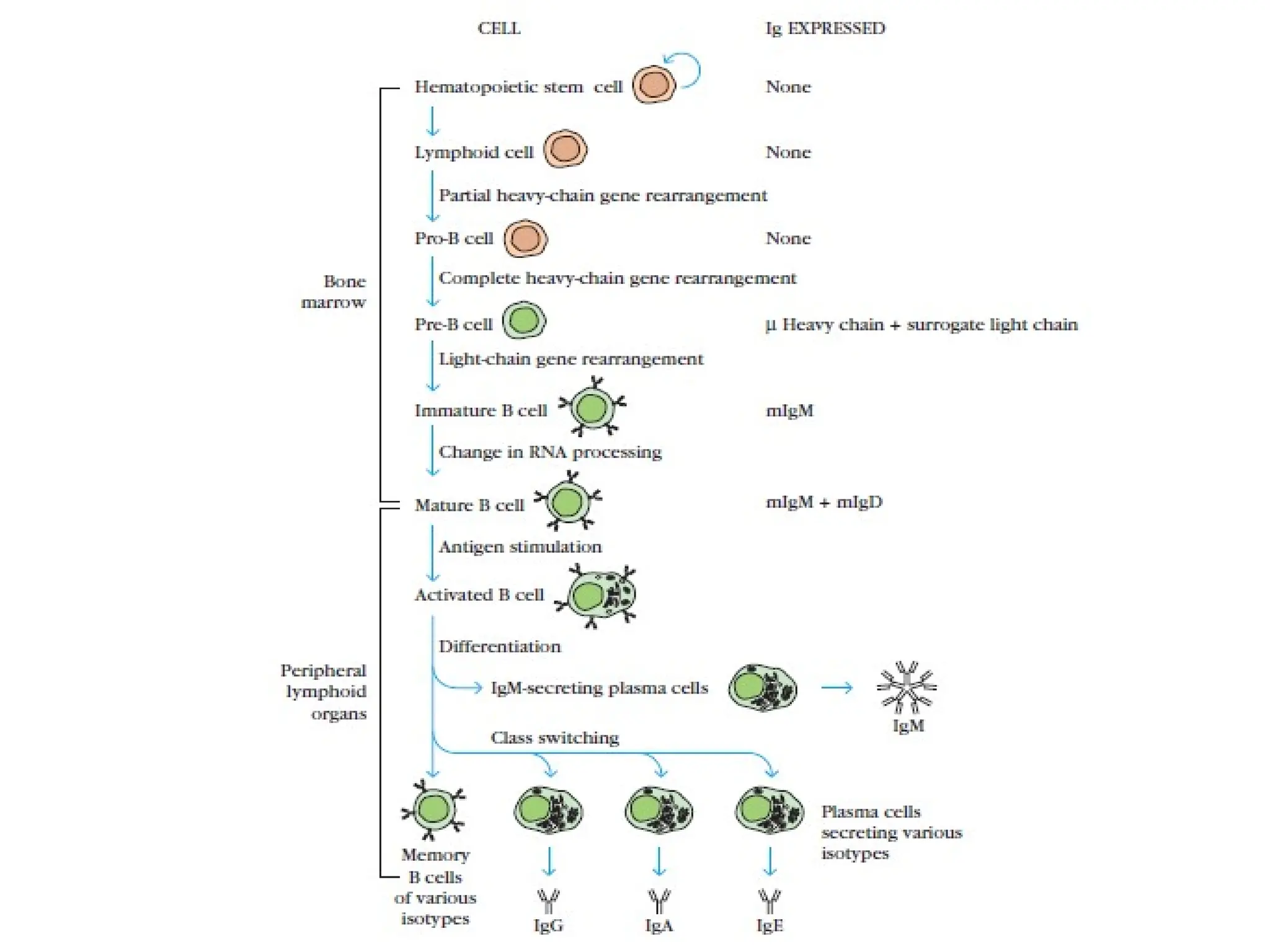 Generation of Antibody diversity with detailed explanation | PPT