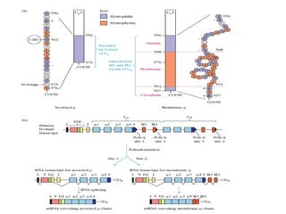Generation of Antibody diversity with detailed explanation | PPT