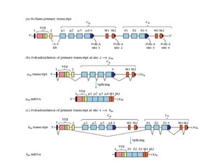 Generation of Antibody diversity with detailed explanation | PPT