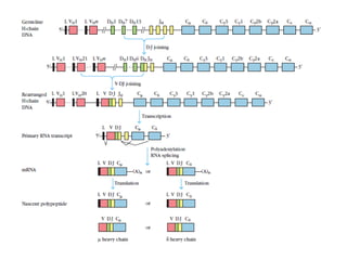 Generation of Antibody diversity with detailed explanation | PPT