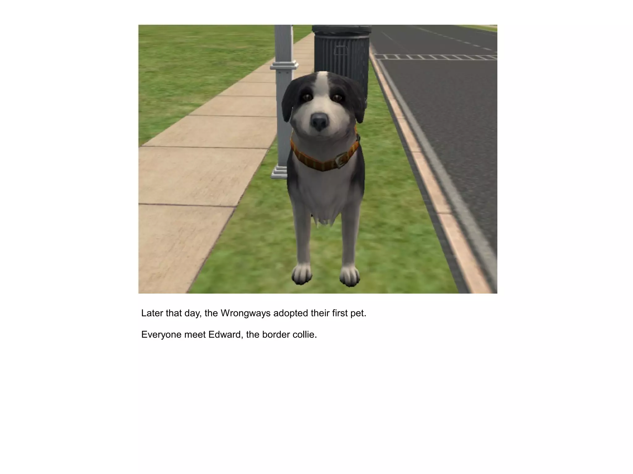 Later that day, the Wrongways adopted their first pet.

Everyone meet Edward, the border collie.
 