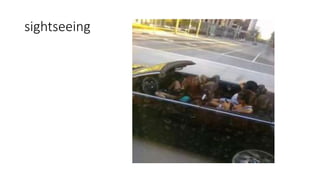 sightseeing
 