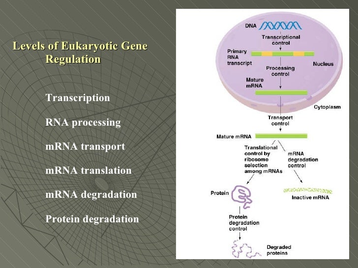 Gene regulation