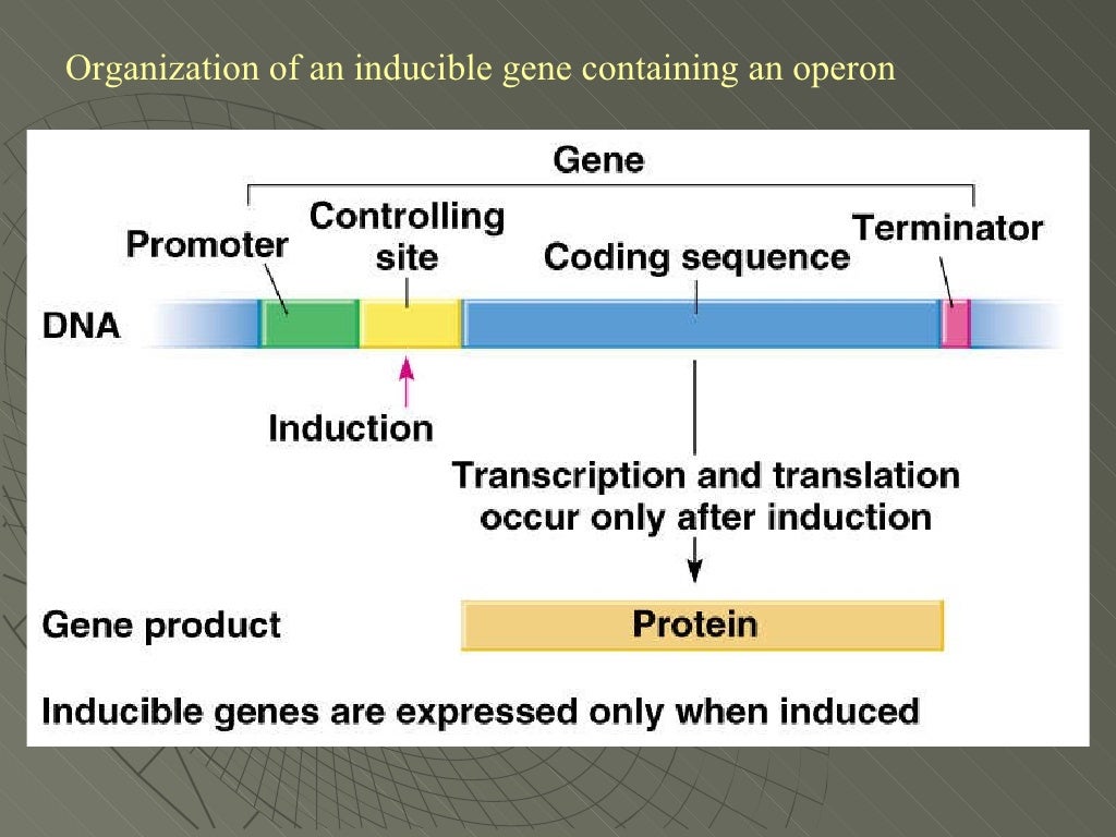 Gene regulation