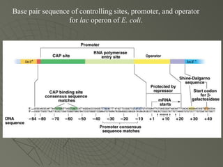 Gene regulation | PPT