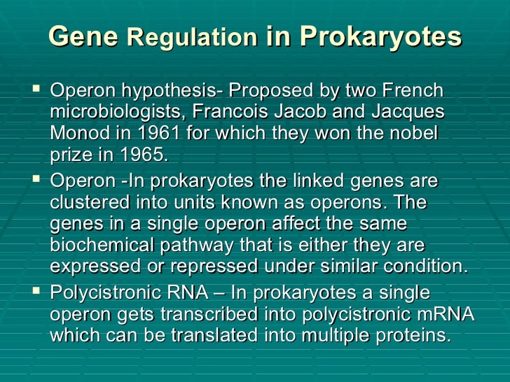 operon hypothesis Adaptive hypotheses explaining the evolution of regulatory networks assume that expression of the lactose operon is required for e coli to metabolize lactose. operon hypothesis Adaptive hypotheses explaining the evolution of regulatory networks assume that expression of the lactose operon is required for e coli to metabolize lactose.