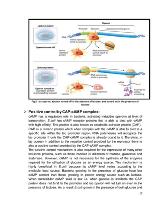Gene regulation in prokaryotes | DOCX
