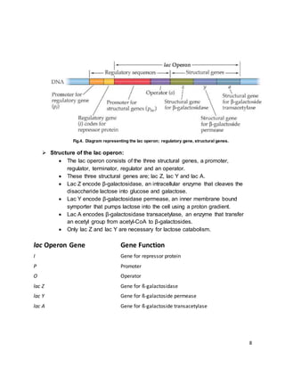 Gene regulation in prokaryotes | DOCX