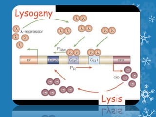 Regulation of Gene expression | PPTX