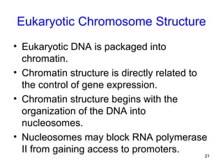 21
Eukaryotic Chromosome Structure
• Eukaryotic DNA is packaged into
chromatin.
• Chromatin structure is directly related to
the control of gene expression.
• Chromatin structure begins with the
organization of the DNA into
nucleosomes.
• Nucleosomes may block RNA polymerase
II from gaining access to promoters.
 
