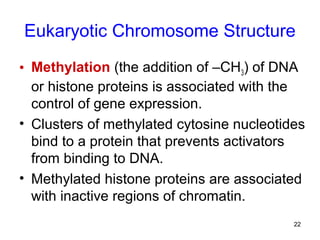 22
Eukaryotic Chromosome Structure
• Methylation (the addition of –CH3) of DNA
or histone proteins is associated with the
control of gene expression.
• Clusters of methylated cytosine nucleotides
bind to a protein that prevents activators
from binding to DNA.
• Methylated histone proteins are associated
with inactive regions of chromatin.
 