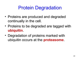 31
Protein Degradation
• Proteins are produced and degraded
continually in the cell.
• Proteins to be degraded are tagged with
ubiquitin.
• Degradation of proteins marked with
ubiquitin occurs at the proteasome.
 