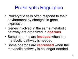 6
Prokaryotic Regulation
• Prokaryotic cells often respond to their
environment by changes in gene
expression.
• Genes involved in the same metabolic
pathway are organized in operons.
• Some operons are induced when the
metabolic pathway is needed.
• Some operons are repressed when the
metabolic pathway is no longer needed.
 