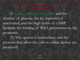 THE LAC OPERON EXHIBITS CATABOLITE
REPRESSION.
(1) In the presence of lactose and the
absence of glucose, the lac repressor is
inactivated, and the high levels of cAMP
facilitate the binding of RNA polymerase to the
promoter.
(2) The operon is transcribed, and the
proteins that allow the cells to utilize lactose are
produced.
1 1 / 2 9 / 2 0 1 7
16
S T Y M A S S
 