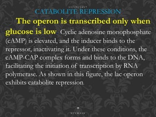 CATABOLITE REPRESSION.
The operon is transcribed only when
glucose is low. Cyclic adenosine monophosphate
(cAMP) is elevated, and the inducer binds to the
repressor, inactivating it. Under these conditions, the
cAMP-CAP complex forms and binds to the DNA,
facilitating the initiation of transcription by RNA
polymerase. As shown in this figure, the lac operon
exhibits catabolite repression.
1 1 / 2 9 / 2 0 1 7
18
S T Y M A S S
 