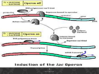 1 1 / 2 9 / 2 0 1 7
9
S T Y M A S S
 