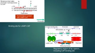 Gene regulation | PPTX