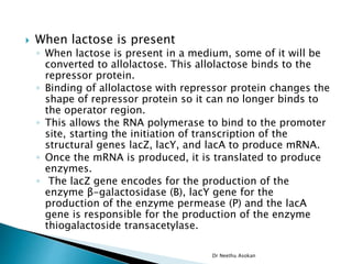  When lactose is present
◦ When lactose is present in a medium, some of it will be
converted to allolactose. This allolactose binds to the
repressor protein.
◦ Binding of allolactose with repressor protein changes the
shape of repressor protein so it can no longer binds to
the operator region.
◦ This allows the RNA polymerase to bind to the promoter
site, starting the initiation of transcription of the
structural genes lacZ, lacY, and lacA to produce mRNA.
◦ Once the mRNA is produced, it is translated to produce
enzymes.
◦ The lacZ gene encodes for the production of the
enzyme β-galactosidase (B), lacY gene for the
production of the enzyme permease (P) and the lacA
gene is responsible for the production of the enzyme
thiogalactoside transacetylase.
Dr Neethu Asokan
 