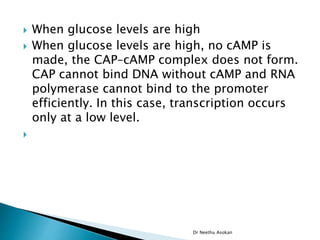  When glucose levels are high
 When glucose levels are high, no cAMP is
made, the CAP–cAMP complex does not form.
CAP cannot bind DNA without cAMP and RNA
polymerase cannot bind to the promoter
efficiently. In this case, transcription occurs
only at a low level.

Dr Neethu Asokan
 