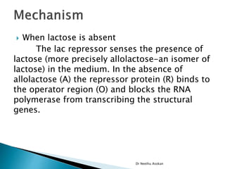  When lactose is absent
The lac repressor senses the presence of
lactose (more precisely allolactose-an isomer of
lactose) in the medium. In the absence of
allolactose (A) the repressor protein (R) binds to
the operator region (O) and blocks the RNA
polymerase from transcribing the structural
genes.
Dr Neethu Asokan
 