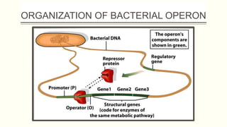 GENE REGULATION.pptx