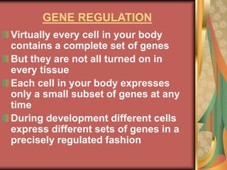 GENE REGULATION
Virtually every cell in your body
contains a complete set of genes
But they are not all turned on in
every tissue
Each cell in your body expresses
only a small subset of genes at any
time
During development different cells
express different sets of genes in a
precisely regulated fashion
 