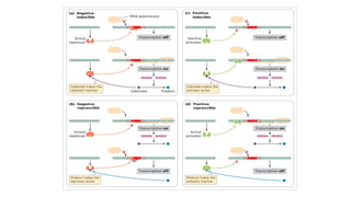 GENE REGULATION AND OPERON MODEL IN E.COLI.pptx