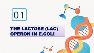 GENE REGULATION AND OPERON MODEL IN E.COLI.pptx