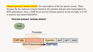 GENE REGULATION AND OPERON MODEL IN E.COLI.pptx