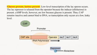GENE REGULATION AND OPERON MODEL IN E.COLI.pptx