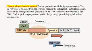 GENE REGULATION AND OPERON MODEL IN E.COLI.pptx