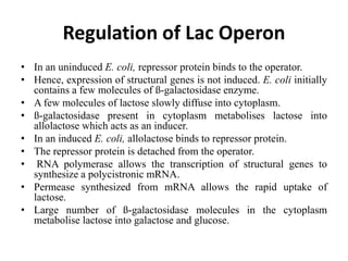 gene regulation-30-4-19.ppt