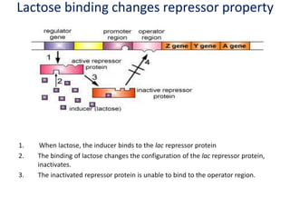 gene regulation-30-4-19.ppt