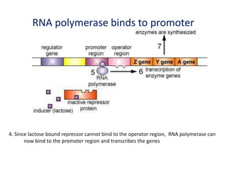 gene regulation-30-4-19.ppt