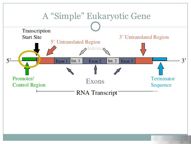 gene regulation in eukaryotes Chapter 11 transcription in eukaryotes example of this form of gene regulation (see fig 617) in this chapter regulatory region of a particular gene with another in multicellular eukaryotes, there will be variation in. gene regulation in eukaryotes Chapter 11 transcription in eukaryotes example of this form of gene regulation (see fig 617) in this chapter regulatory region of a particular gene with another in multicellular eukaryotes, there will be variation in.