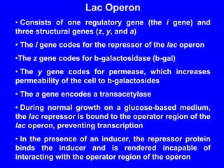Lac Operon
• Consists of one regulatory gene (the i gene) and
three structural genes (z, y, and a)
• The i gene codes for the repressor of the lac operon
•The z gene codes for b-galactosidase (b-gal)
• The y gene codes for permease, which increases
permeability of the cell to b-galactosides
• The a gene encodes a transacetylase
• During normal growth on a glucose-based medium,
the lac repressor is bound to the operator region of the
lac operon, preventing transcription
• In the presence of an inducer, the repressor protein
binds the inducer and is rendered incapable of
interacting with the operator region of the operon
 