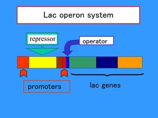 promoters lac genes
repressor operator
Lac operon system
 